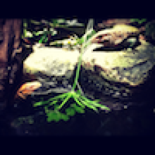 Profile picture for user ashishtripathib