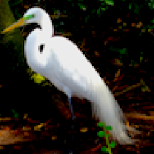 Profile picture for user wackadoodle