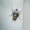 Better Bug Reports