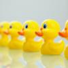 A line of identical rubber ducks