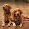 Two golden retrievers lying on the floor, photo by Gulyás Bianka