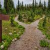 Two paths going through the woods