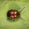 Bug on a leaf