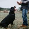 Man training a dog to sit