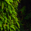 Kiran Joshi's picture